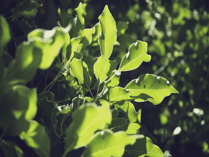 试管移植到宫内膜，兰州试管王芳